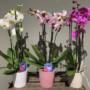 Orchidee in pot